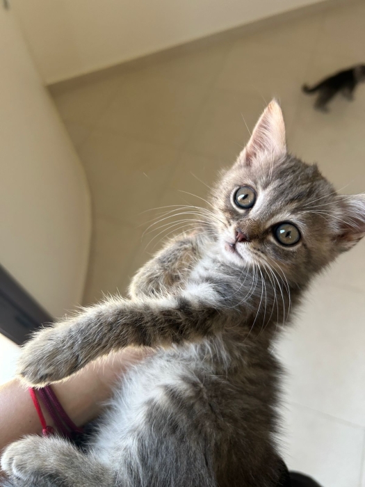 Chatons Scottish