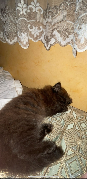 Chat persan