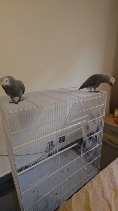 Perroquet gris de gabon élevage