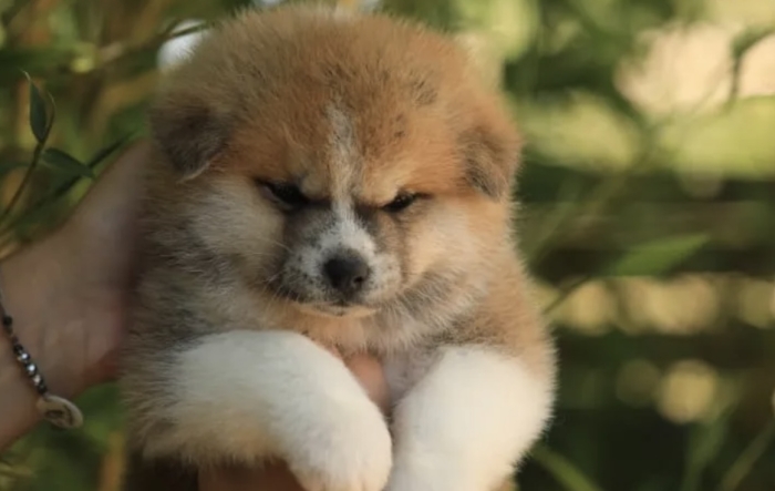 Akita inu