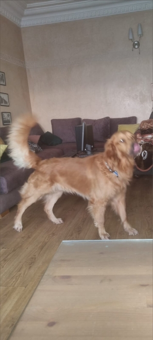 Golden retriever