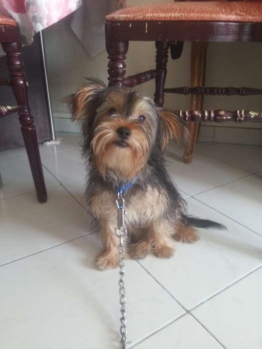 Vente d'un chiot Yorkshire Terrier mâle 6mois