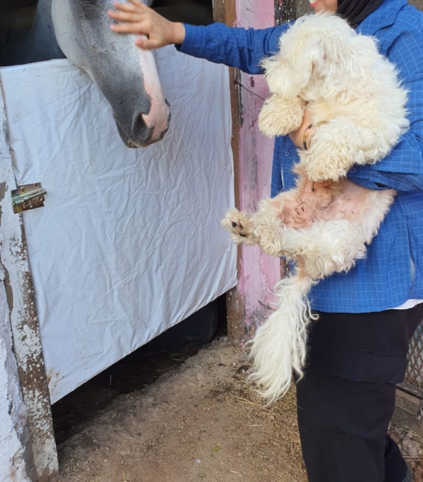 Bichon maltais