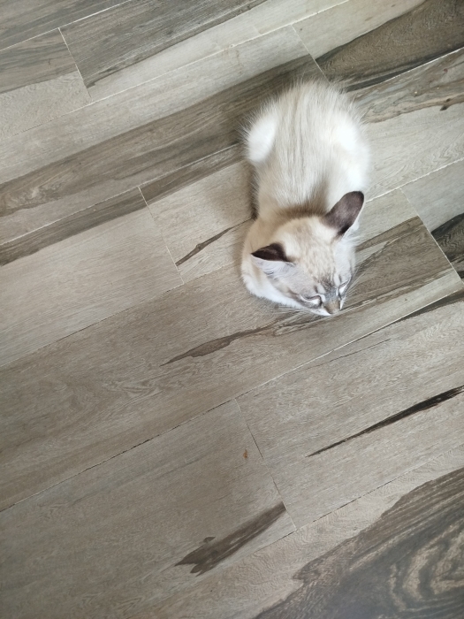 Chatte siamoise à adopter