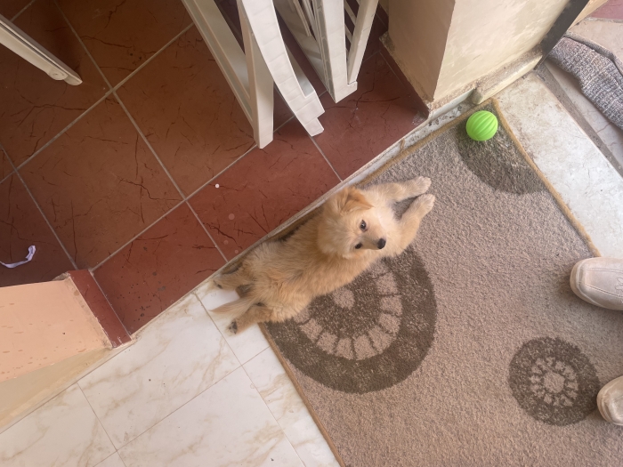 Spitz x bichon