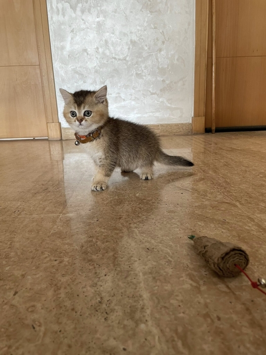 Chaton scottish femelle straight short hair