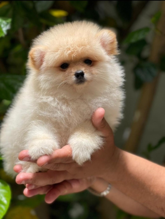 Spitz Pom Nain