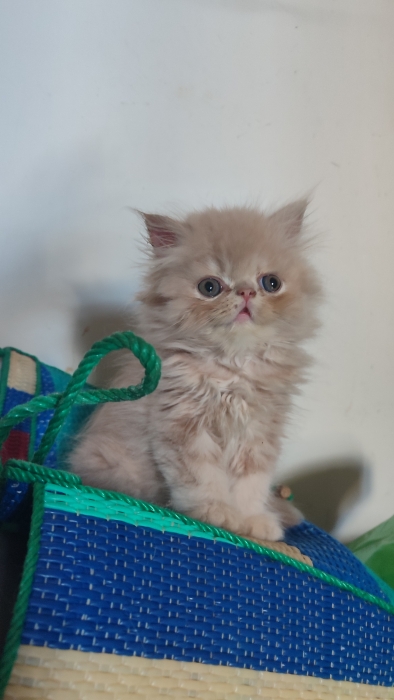 Chaton mâle persan