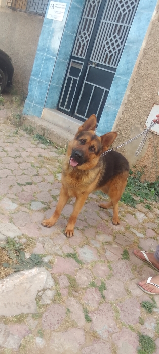 Berger Allemand