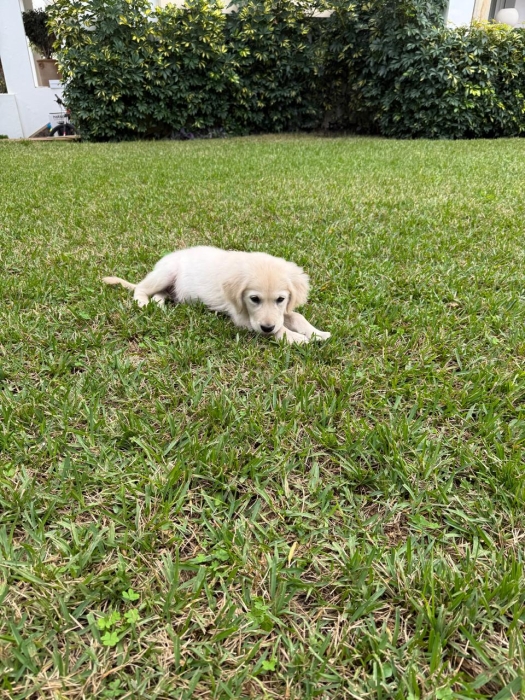 Golden retriever