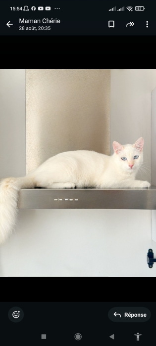 Je cherche quelqu'un de sérieux pour adopter mon chat