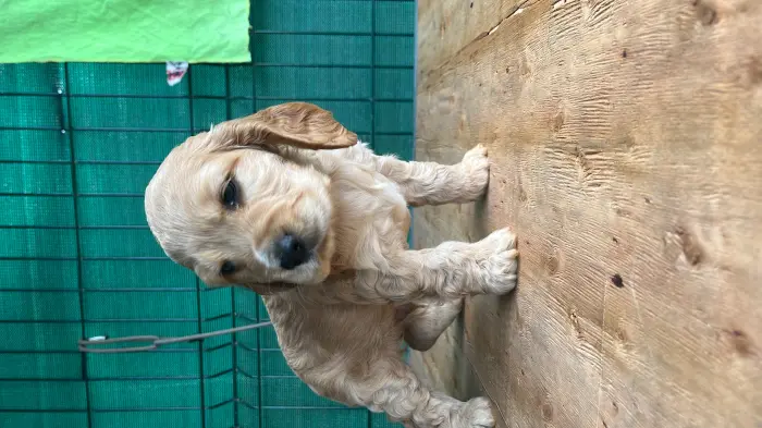 Chiots cocker spaniel