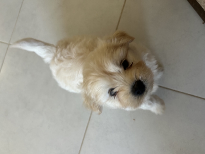Bichon maltais