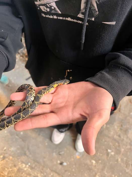 Serpent couleuvre