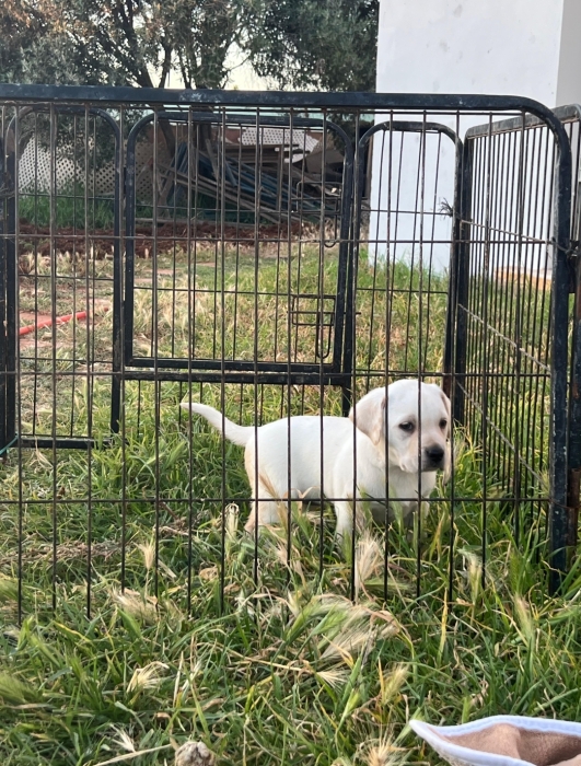 Labrador ✨