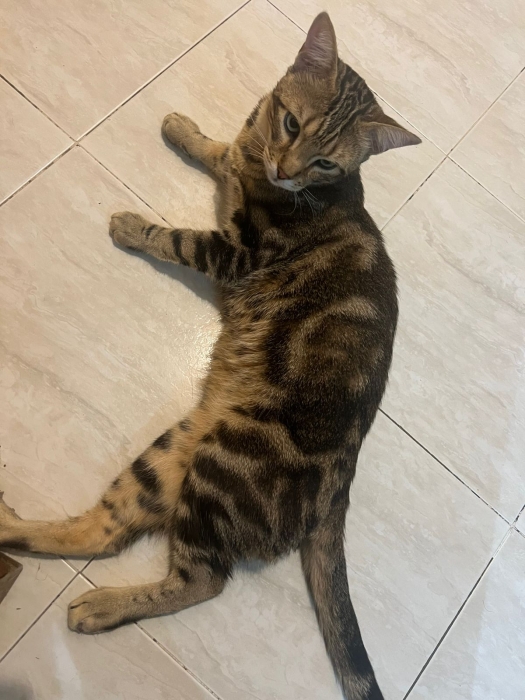 Chat européen shorthair