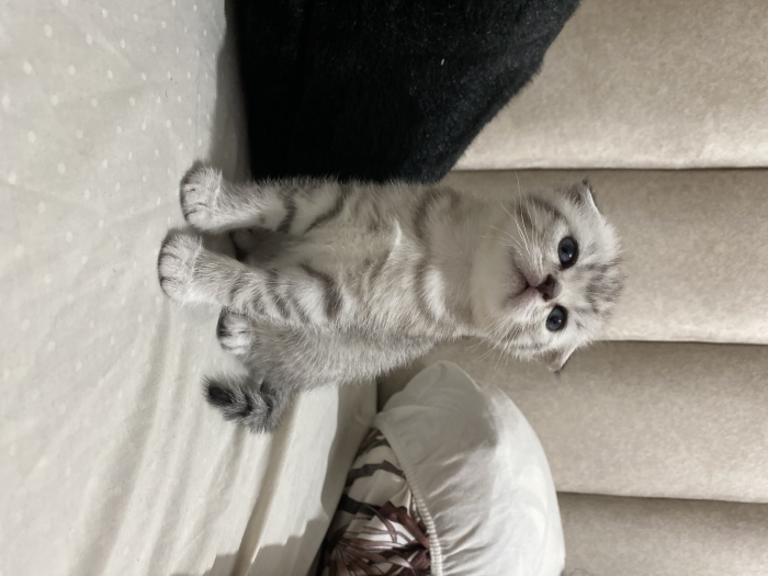 scottish Fold selver