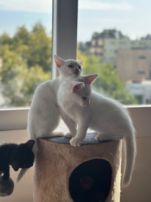 Chaton angora