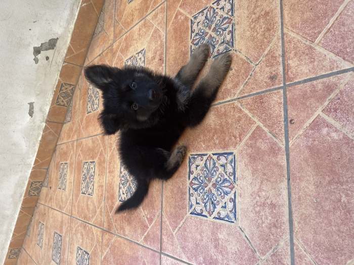 Chiot Berger Allemand and Poil Long