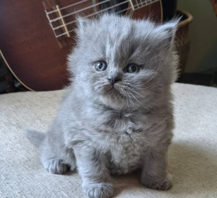 British longhair