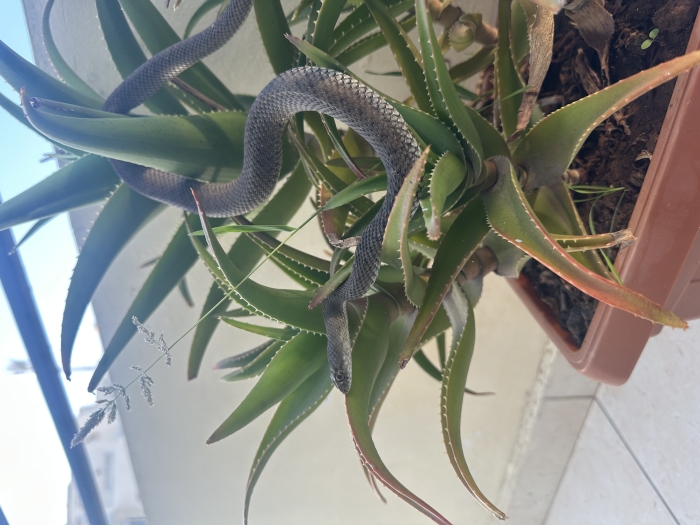 Serpent