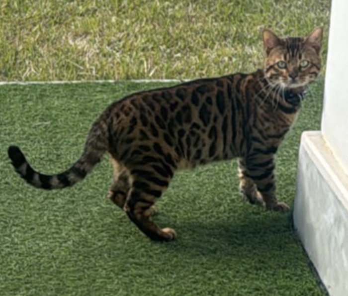 Chat bengal mâle