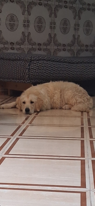 Golden retriever