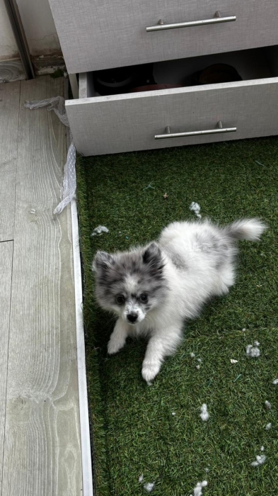 Pomeranian speeds
