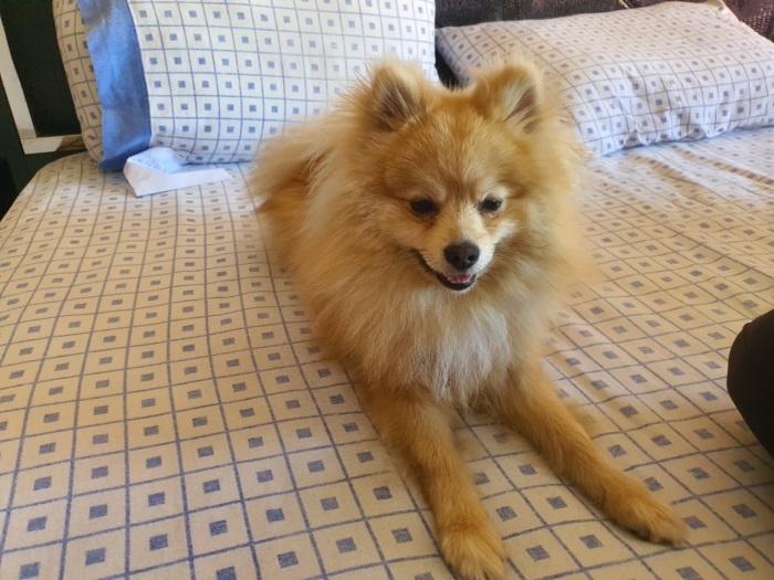 Spitz allemand
