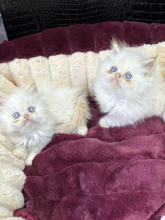 Persan  Chaton