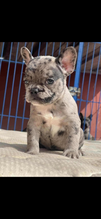 Bull. Dog français