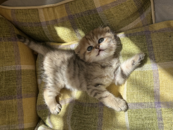 Scottish fold