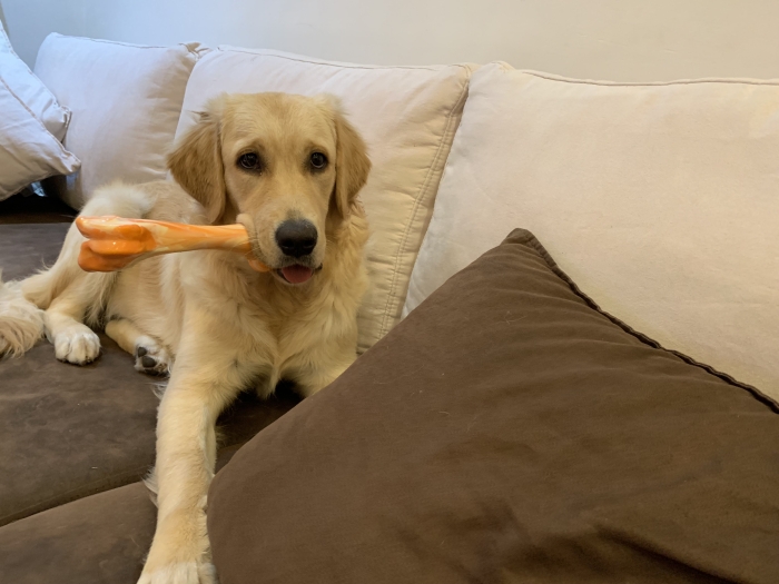 Golden retriver