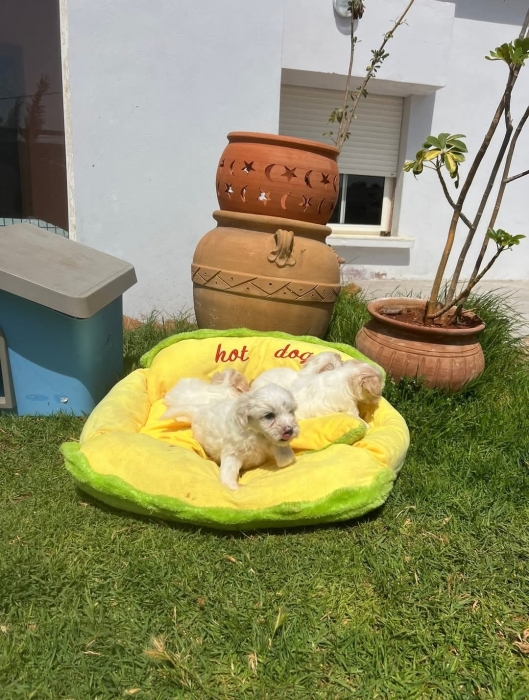 Bichon Maltais 💥