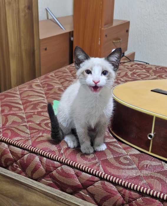 Adorable chaton à adopter a Fez!