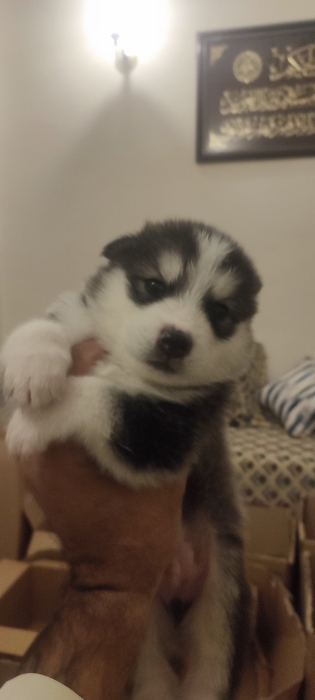 Husky Samsky