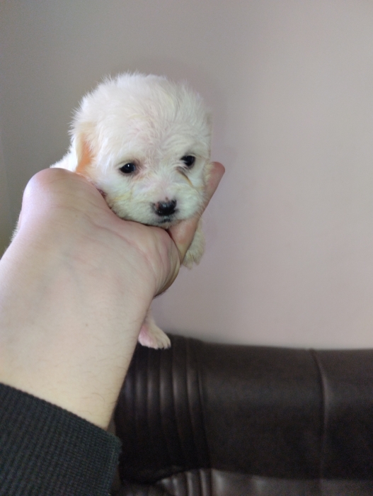 Bichon maltais
