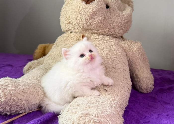 Scottish fold & Highland Pedigree