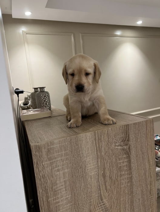Labrador 🐾