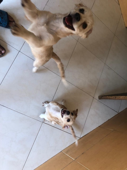Chiots kokoni