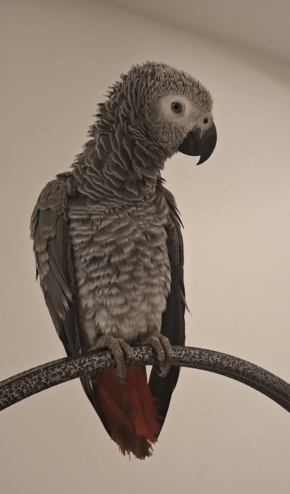 Gris du gabon