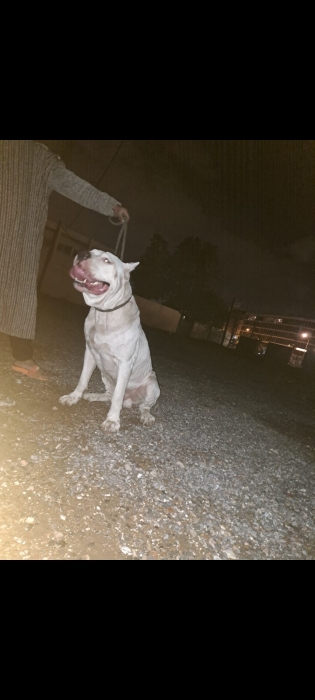Dog argentin