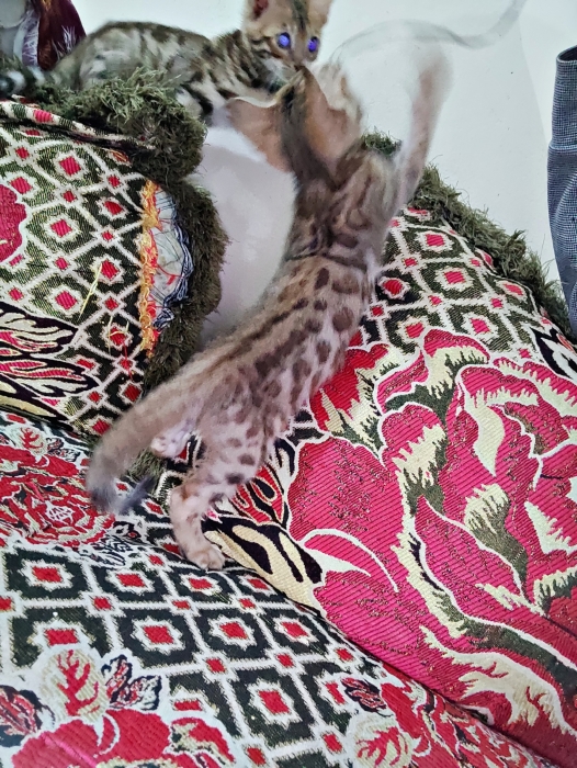 Bengal pur
