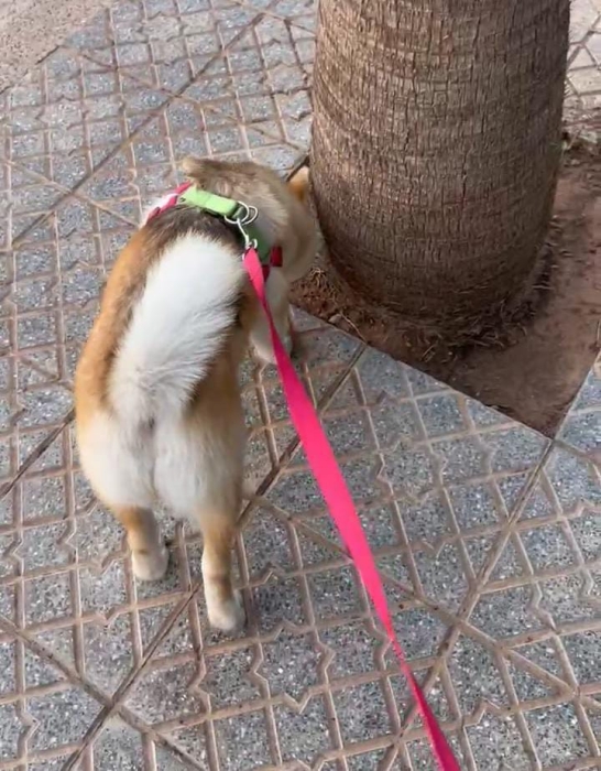Akita japonaise