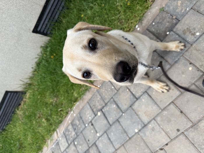 Luffy labrador sable de 8mois