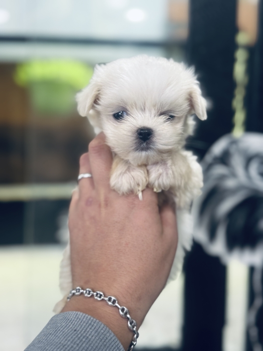 Bichon maltais nain