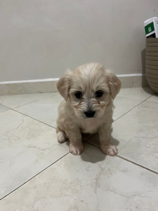 Bichon avec tous accessoire. Voir l’annonce en bas