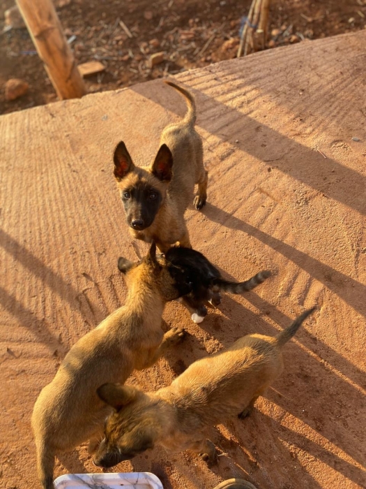 Malinois Belg