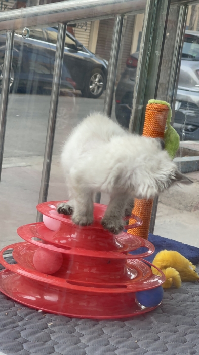 Chatton siamois