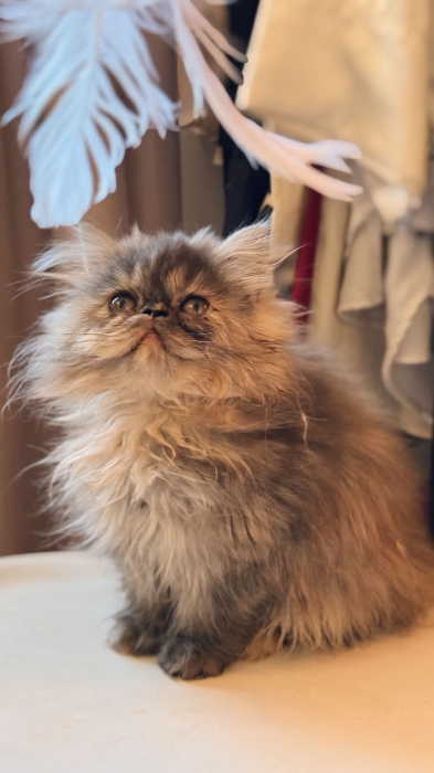 chat femelle persan